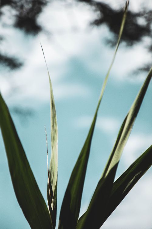Tagsüber Grünes Weizenfeld Unter Bewölktem Himmel. Wallpaper in 4480x6720 Resolution