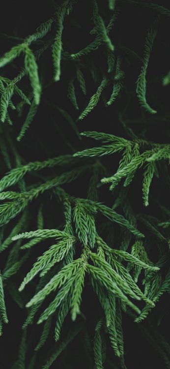 Blatt, Branch, Farn, Pflanzen-Stammzellen, Terrestrische Pflanzen. Wallpaper in 1080x2340 Resolution