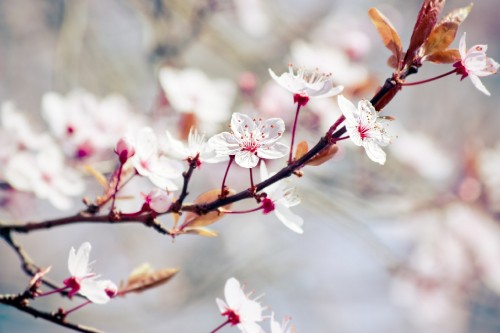 Image white and pink cherry blossom in close up photography