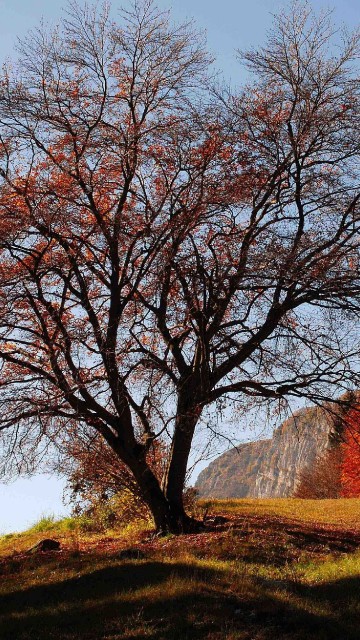 Image brown bare trees on green grass field during daytime