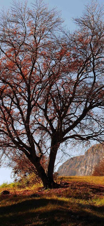 Image brown bare trees on green grass field during daytime
