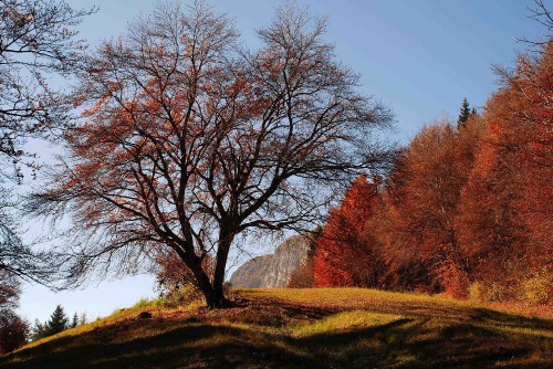 Image brown bare trees on green grass field during daytime