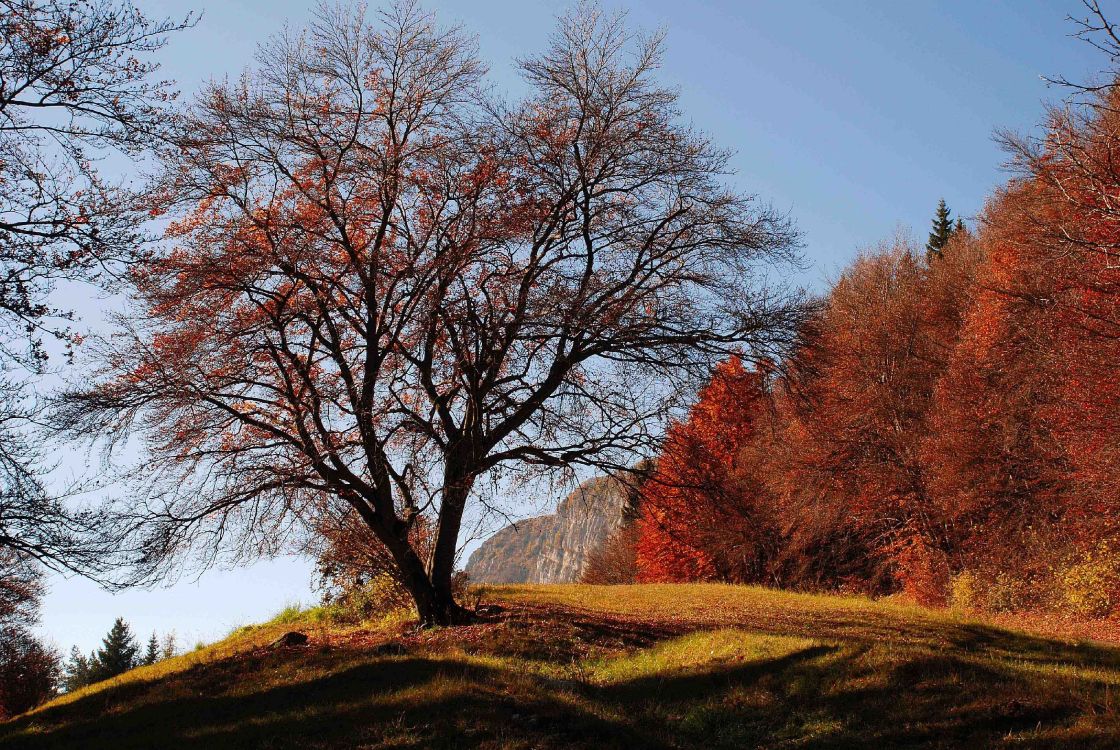 brown bare trees on green grass field during daytime