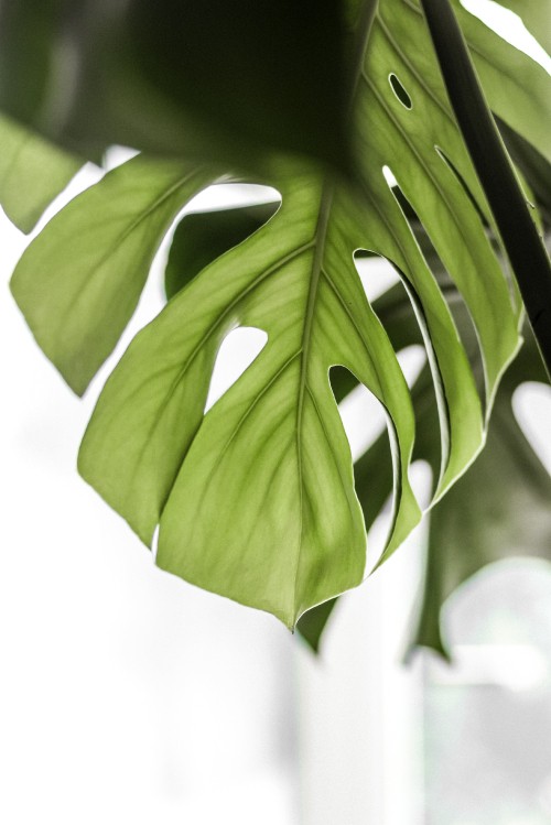 Image green leaves in close up photography