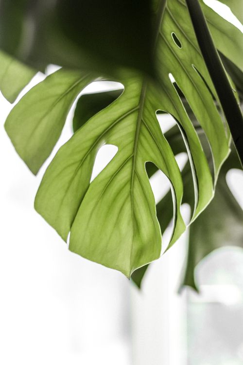 green leaves in close up photography