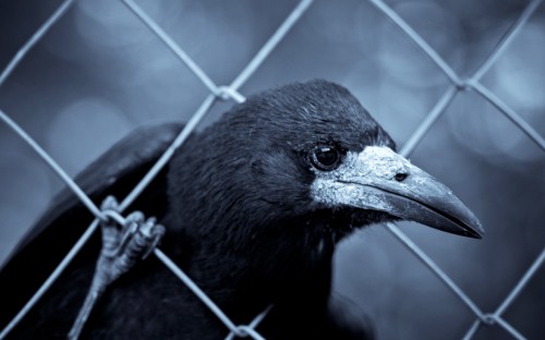 Image black bird on gray metal fence