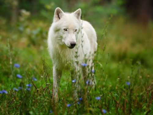 Image white wolf on green grass during daytime