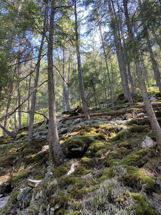Woodland, Végétation, Nature, Environnement Naturel, Paysage Naturel. Wallpaper in 1536x2048 Resolution