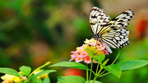 Image black and white butterfly perched on yellow and pink flower in close up photography during daytime