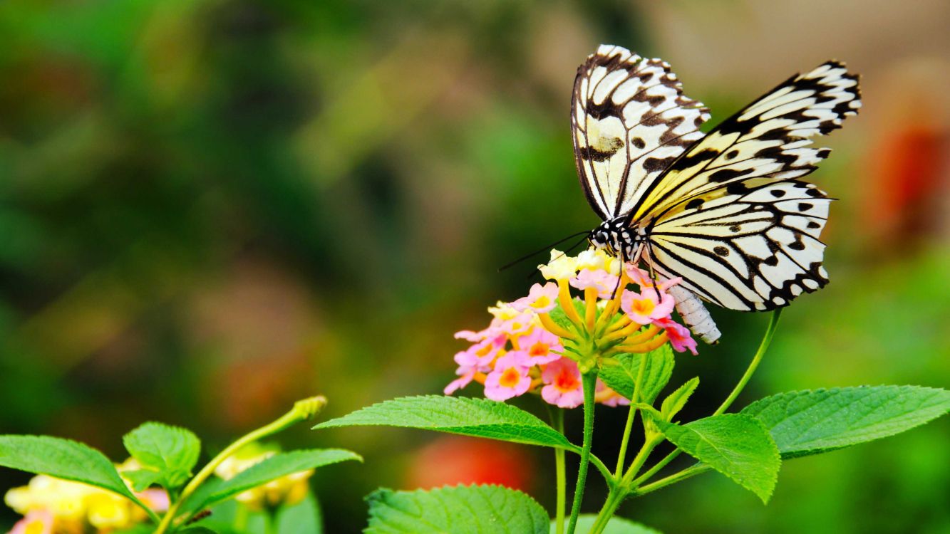 black and white butterfly perched on yellow and pink flower in close up photography during daytime