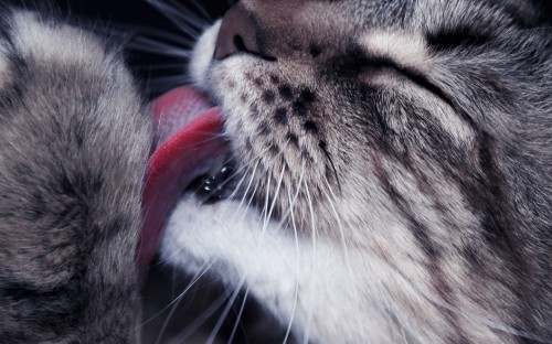 Image brown tabby cat with red collar