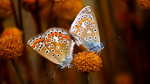 Image brown and white butterfly perched on brown flower in close up photography during daytime