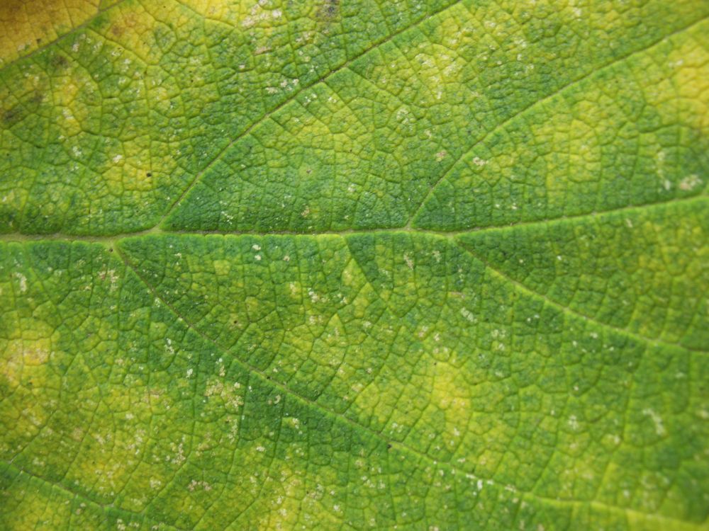 green leaf in close up photography