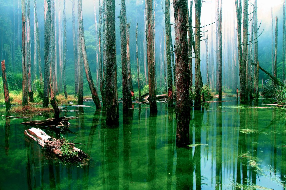 green water with trees during daytime