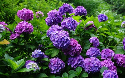 Image purple flowers with green leaves