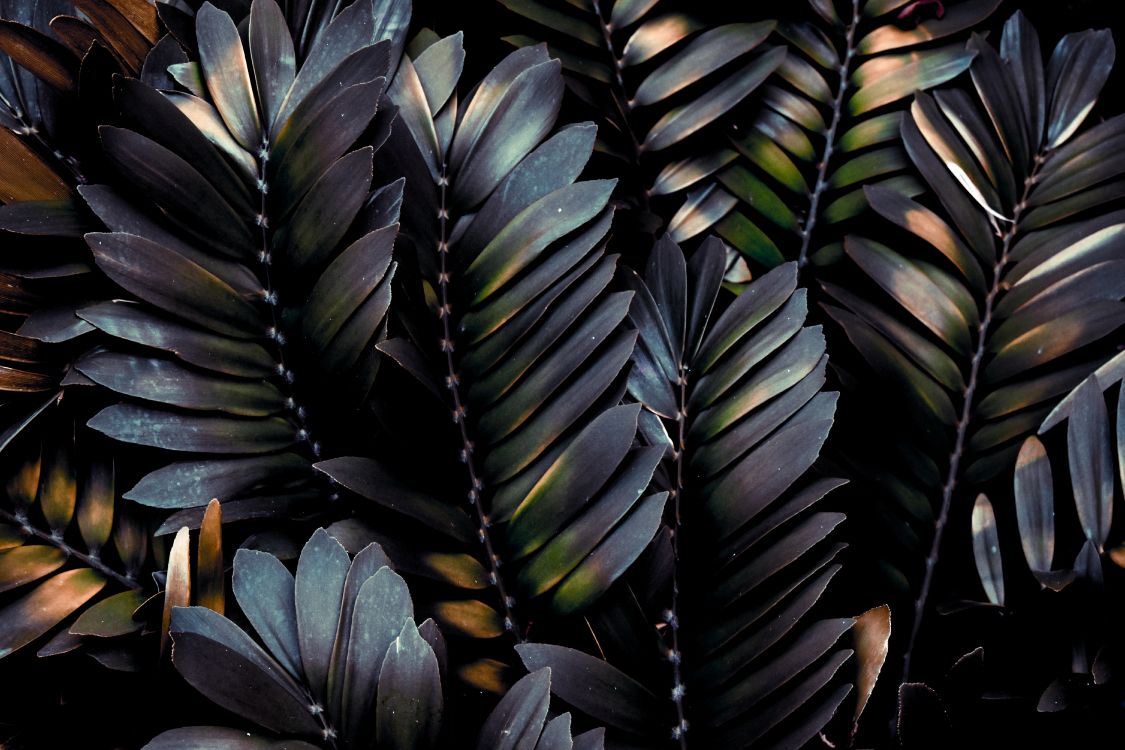 Leaf, Feather, Plant, Botany, Terrestrial Plant. Wallpaper in 6000x4000 Resolution