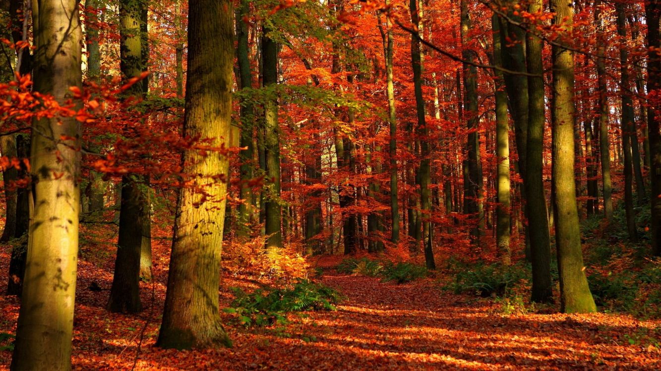 brown and green trees during daytime