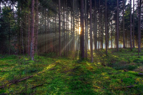 Image green grass and trees in forest during daytime