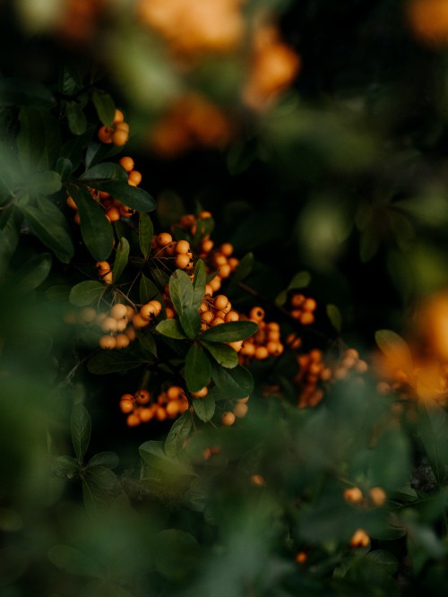 Image green, leaf, nature, branch, plant