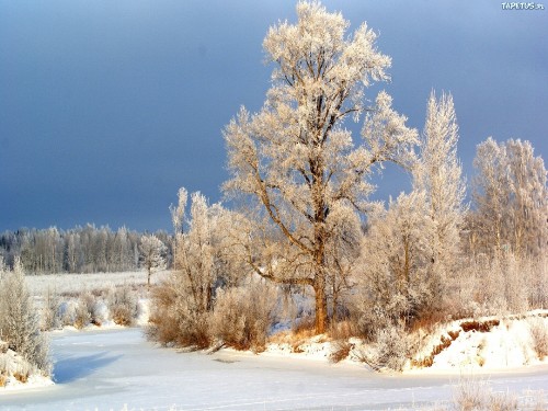 Image brown trees on snow covered ground under blue sky during daytime