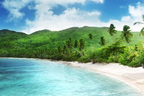 Image green trees on seashore during daytime