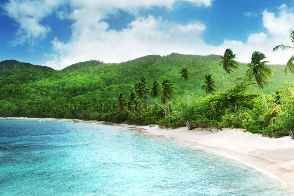 green trees on seashore during daytime