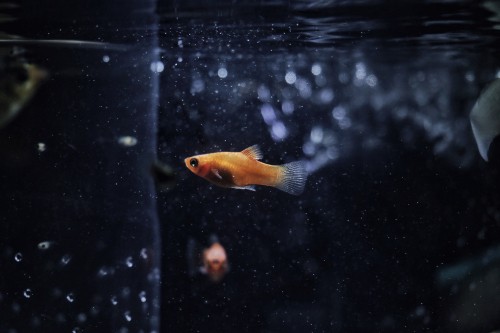 Image orange and white fish in water