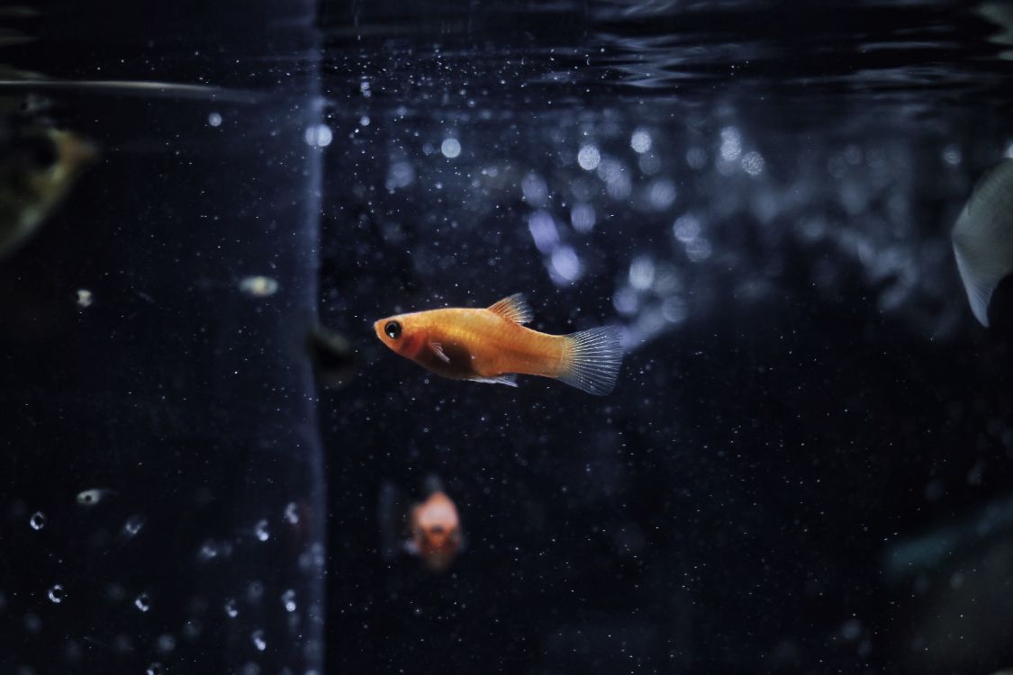 orange and white fish in water