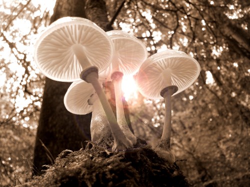 Image white mushrooms on brown soil