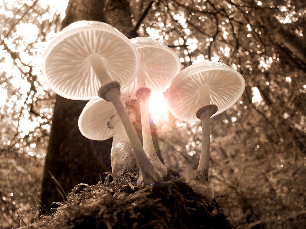 white mushrooms on brown soil