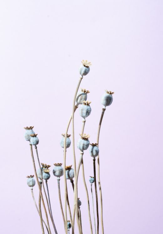 white flowers with brown stem