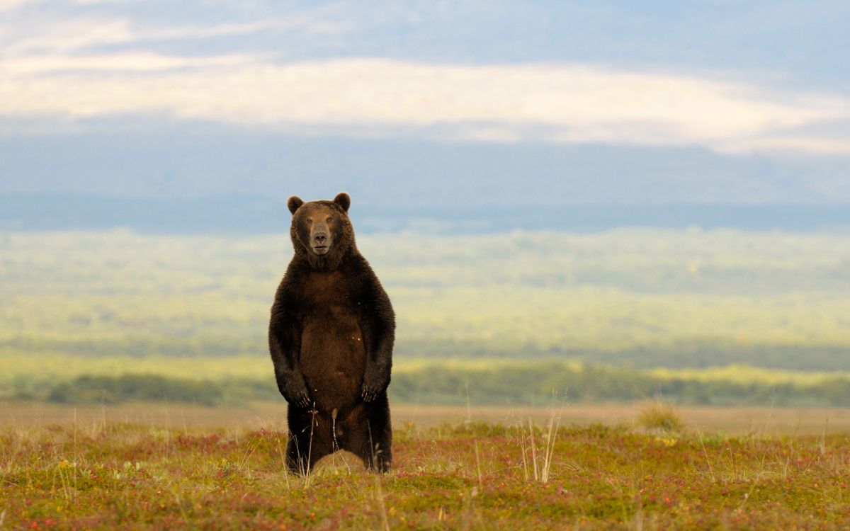 野生动物, 生态区, 灰熊, 棕熊, 草原 壁纸 2560x1600 允许