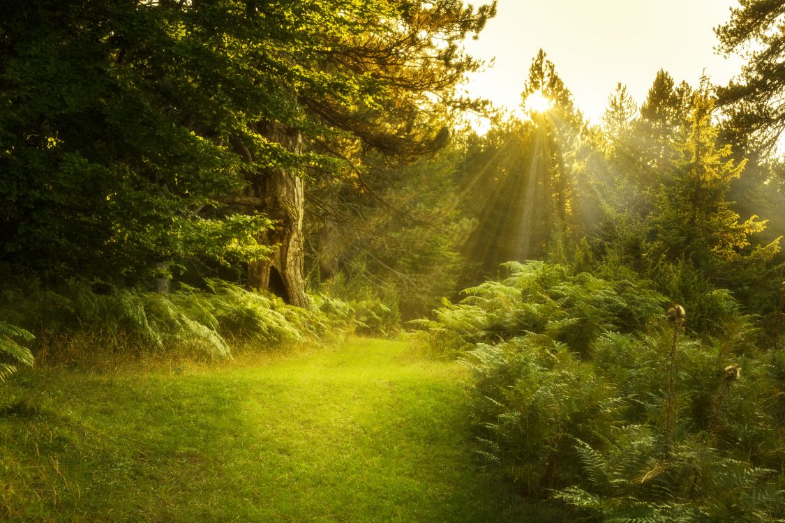 green grass field with trees