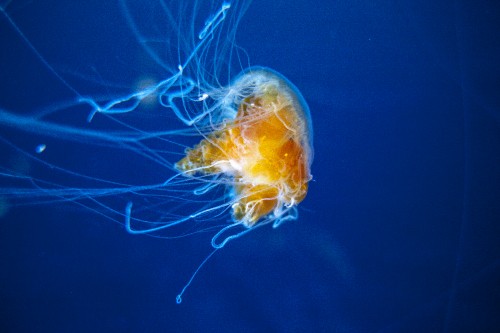 Image yellow and white jellyfish in blue water