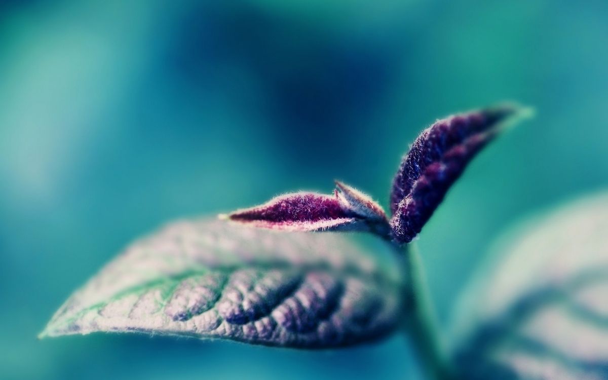 Hoja Verde en Fotografía Macro. Wallpaper in 1920x1200 Resolution