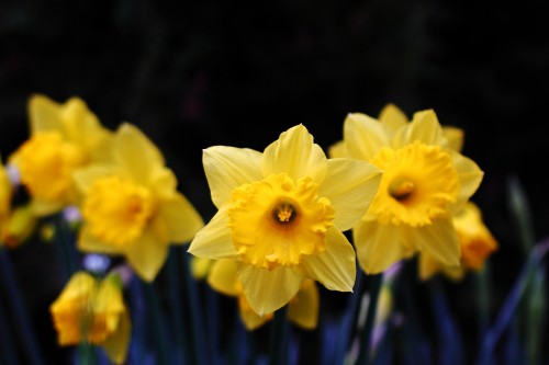 Image yellow daffodils in bloom during daytime