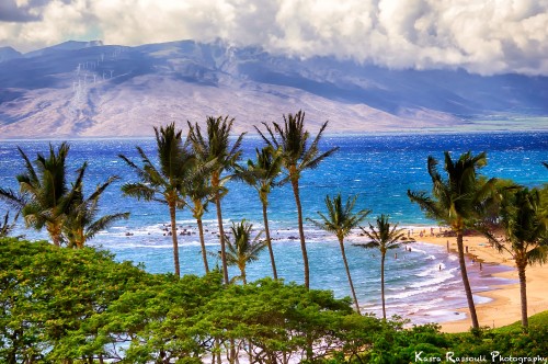 Image green palm trees on seashore during daytime