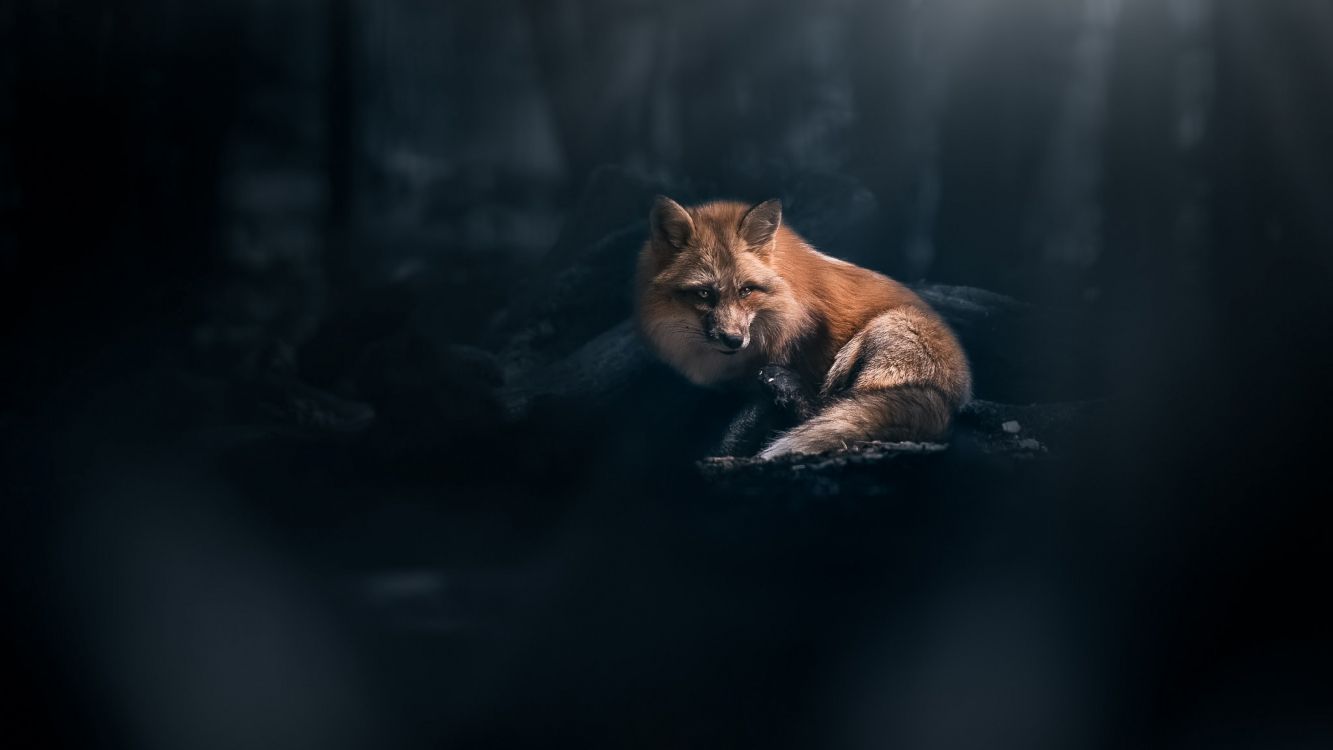Fox, Renard Noir, Red Fox, Renard Gris, Carnivores. Wallpaper in 3840x2160 Resolution