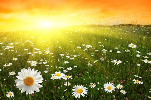 Image white daisies on green grass field during daytime