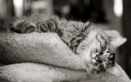 Image grayscale photo of tabby cat on gray textile