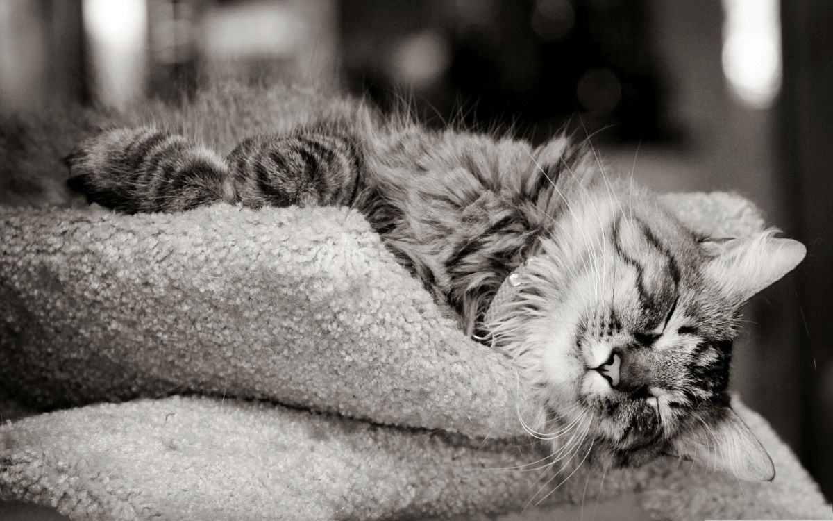 grayscale photo of tabby cat on gray textile