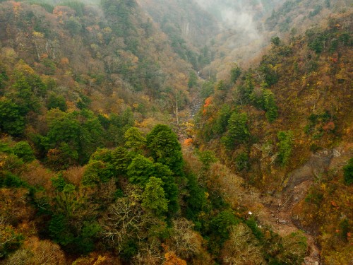 Image green and brown trees on mountain during daytime