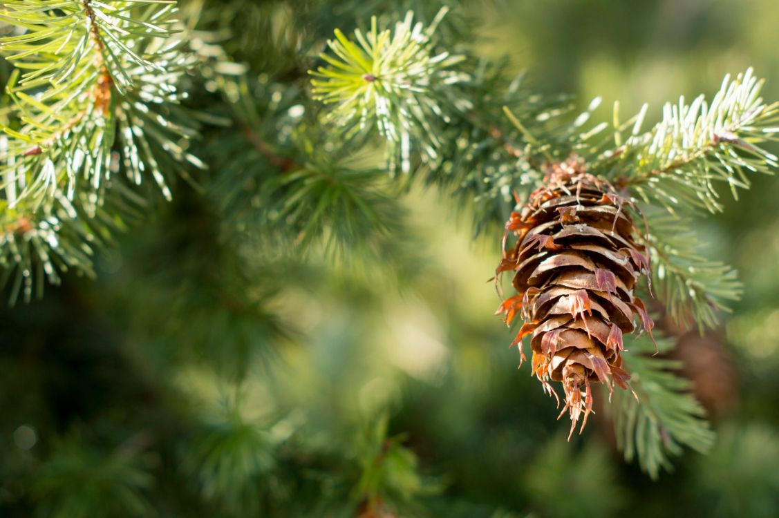 brown and green plant in close up photography