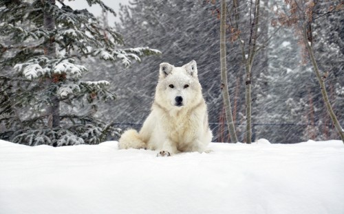 Image white wolf on snow covered ground during daytime