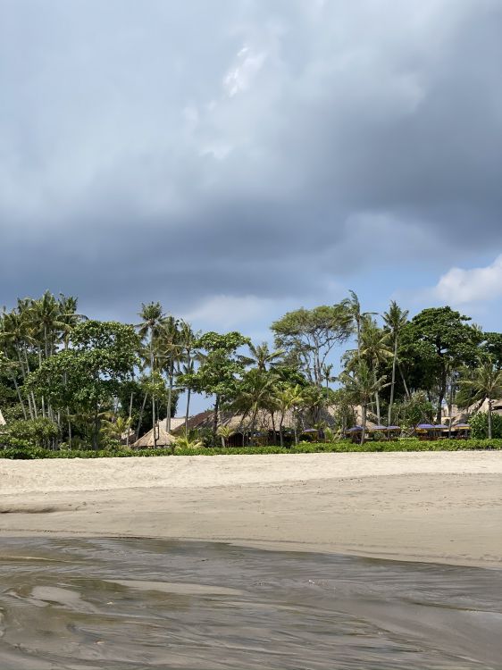 Wasser, Strand, Meer, Palme, Biologie. Wallpaper in 1536x2048 Resolution