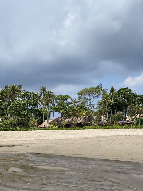 Image water, beach, sea, palm trees, biology