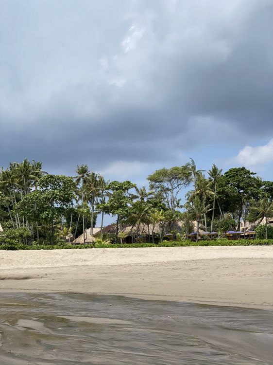 water, beach, sea, palm trees, biology