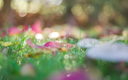 Image water droplets on green grass