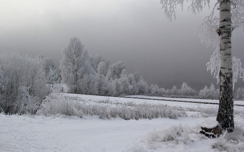 Image snow covered field and trees during daytime