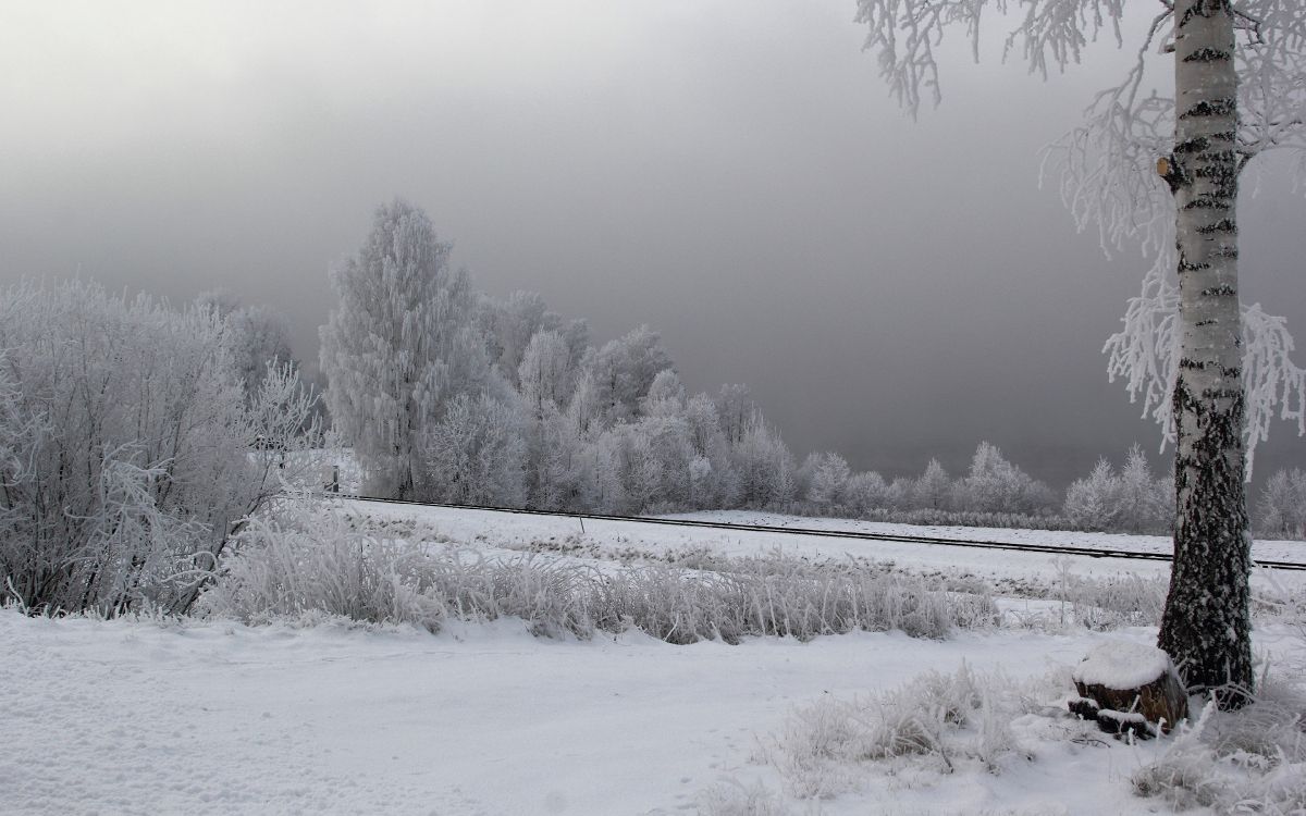 Schneebedecktes Feld Und Bäume Tagsüber. Wallpaper in 3840x2400 Resolution